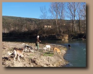 Salukis at the river