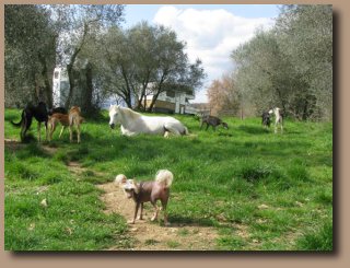 Arabian, Salukis and friends